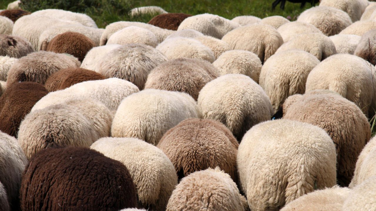 CONGEN Produkte - Tierartennachweis